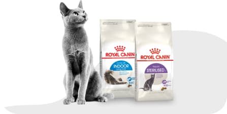 Кошка рядом с кормом Royal Canin.