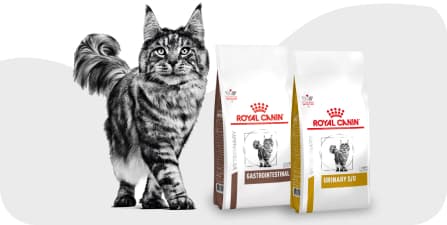 Котёнок рядом с кормом Royal Canin.